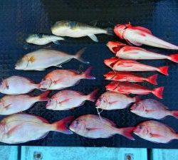 東京湾探釣隊ぼっち 釣果