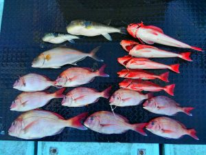 東京湾探釣隊ぼっち 釣果