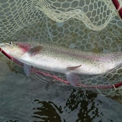 フィッシングエリア帝釈 釣果