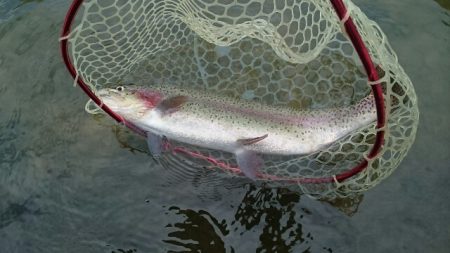 フィッシングエリア帝釈 釣果