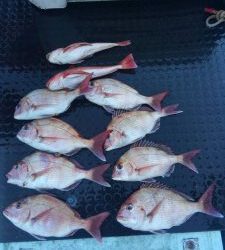 東京湾探釣隊ぼっち 釣果