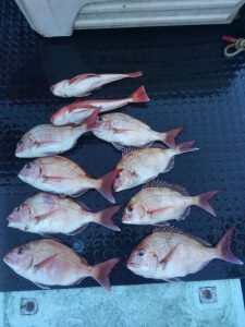 東京湾探釣隊ぼっち 釣果