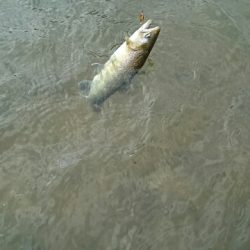 フィッシングエリア帝釈 釣果