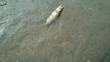 フィッシングエリア帝釈 釣果