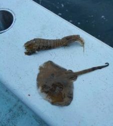 東京湾探釣隊ぼっち 釣果