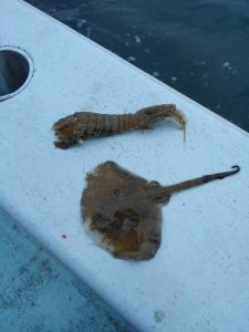 東京湾探釣隊ぼっち 釣果