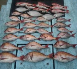 東京湾探釣隊ぼっち 釣果