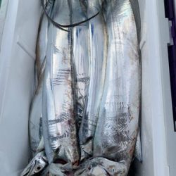 さんさん丸 釣果