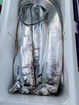 さんさん丸 釣果