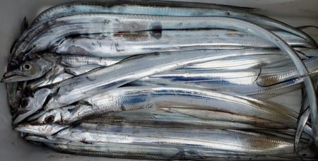 遊漁船　ニライカナイ 釣果