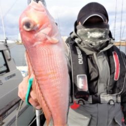 鯛紅丸 釣果