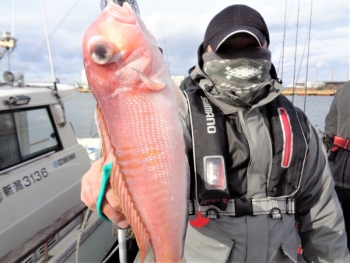 鯛紅丸 釣果