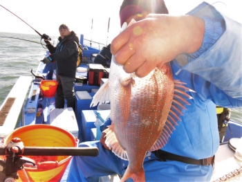 鯛紅丸 釣果