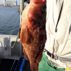 鯛紅丸 釣果