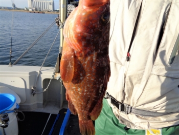鯛紅丸 釣果