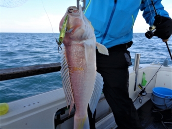 鯛紅丸 釣果
