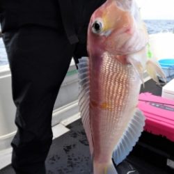 鯛紅丸 釣果
