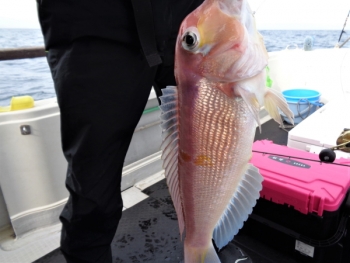 鯛紅丸 釣果