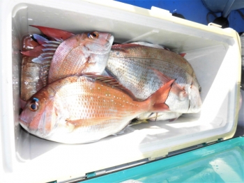 鯛紅丸 釣果