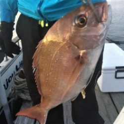 鯛紅丸 釣果