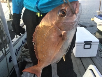 鯛紅丸 釣果