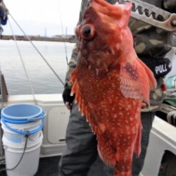鯛紅丸 釣果