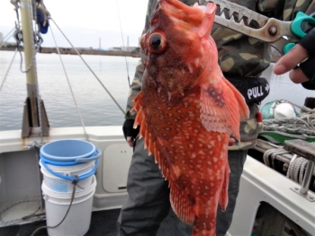 鯛紅丸 釣果