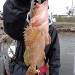 鯛紅丸 釣果