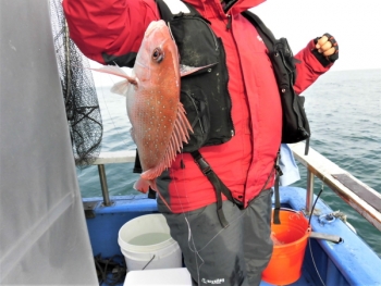 鯛紅丸 釣果