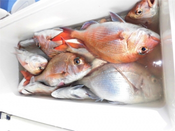 鯛紅丸 釣果