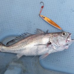 Hit Rush(ヒット ラッシュ） 釣果