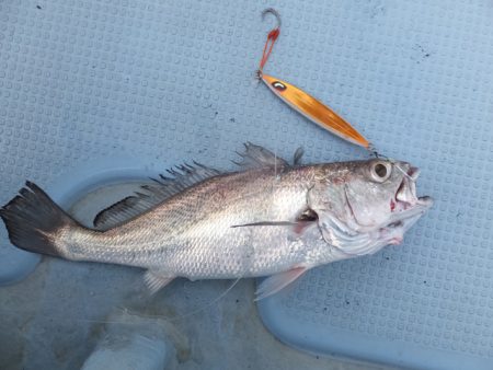 Hit Rush(ヒット ラッシュ） 釣果…