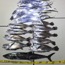 Hit Rush(ヒット ラッシュ） 釣果