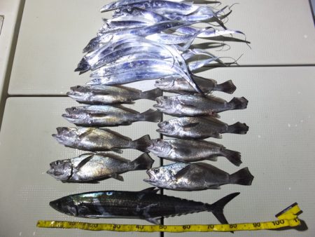 Hit Rush(ヒット ラッシュ） 釣果