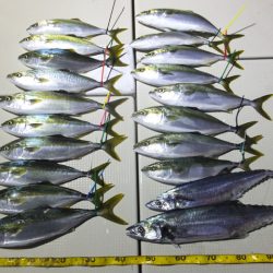 Hit Rush(ヒット ラッシュ) 釣果