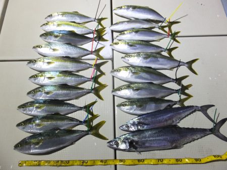 Hit Rush(ヒット ラッシュ） 釣果…