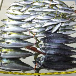 Hit Rush(ヒット ラッシュ) 釣果