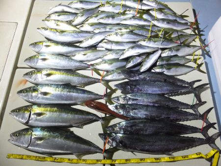 Hit Rush(ヒット ラッシュ） 釣果…