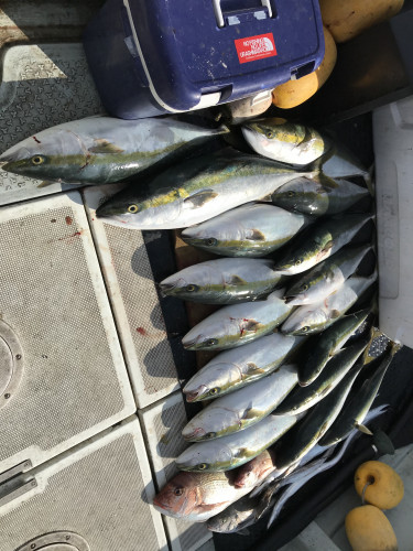 釣船 浦島太郎 釣果