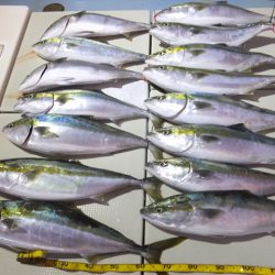 Hit Rush(ヒット ラッシュ) 釣果