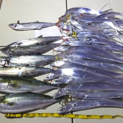 Hit Rush(ヒット ラッシュ) 釣果