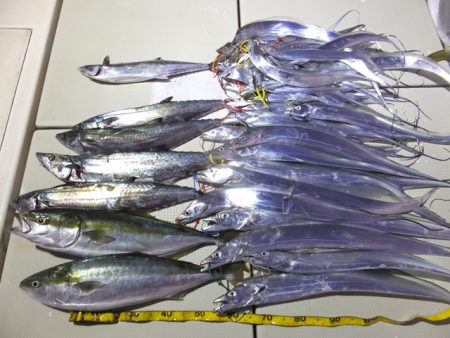 Hit Rush(ヒット ラッシュ) 釣果