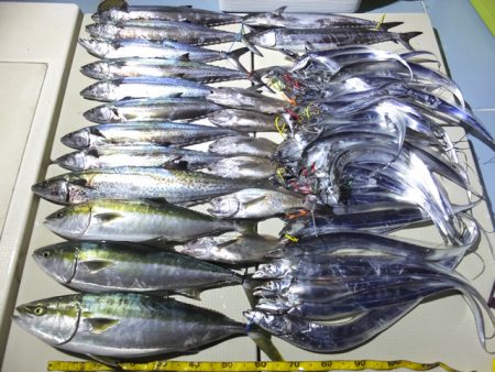 Hit Rush(ヒット ラッシュ） 釣果…