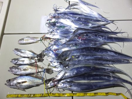 Hit Rush(ヒット ラッシュ） 釣果…