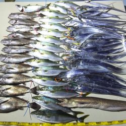 Hit Rush(ヒット ラッシュ) 釣果