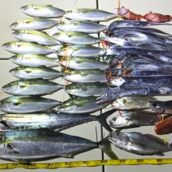 Hit Rush(ヒット ラッシュ) 釣果