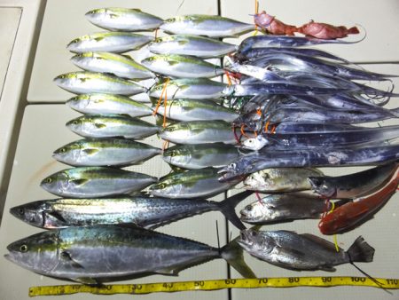 Hit Rush(ヒット ラッシュ） 釣果…