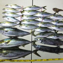 Hit Rush(ヒット ラッシュ) 釣果