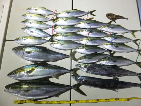 Hit Rush(ヒット ラッシュ) 釣果