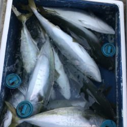 釣船 浦島太郎 釣果